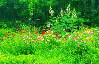 Play All Day - Sleep By The Stream at Night - Swimming Hole - Foto 4