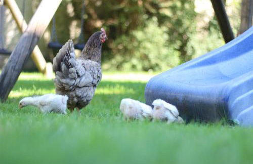 Ferienhof Moyer - Foto 21