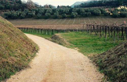 Azienda Agricola Rovertondo - Foto 27