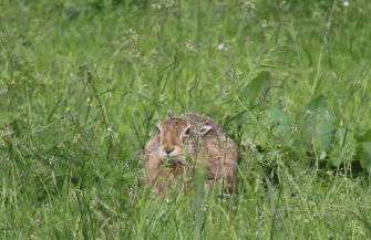 Lodges at the Mains - Photo 24