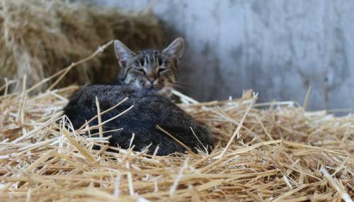 Schwoererhof - Photo 5