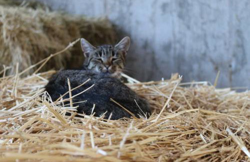 Schwoererhof - Photo 5