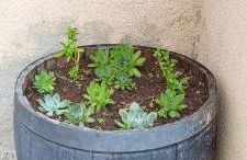 Casa Sardinha - Foto 50