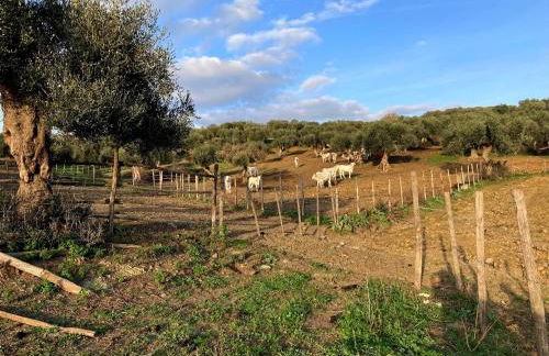 Fattoria Tolomei - Foto 12