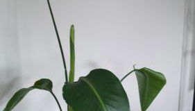 Ferienwohnung Siegen - Foto 3