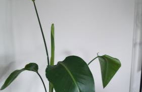 Ferienwohnung Siegen - Foto 3