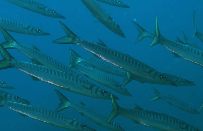 Baptême de plongée à Las Negras - Photo 7