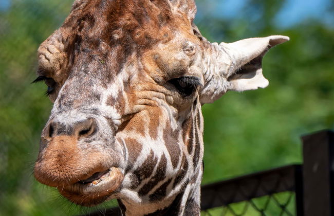 Tour pelo zoológico + Passeio a cavalo - Foto 1
