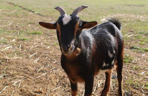 Evadez-vous à la ferme ! - Foto 34