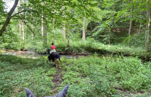 Geräumiges Ferienhaus im Teutoburger Wald - Foto 17