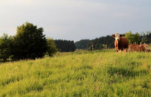 Ferienwohnung Pölzl - Photo 16
