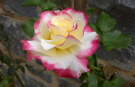 House of Polymnia - Photo 23