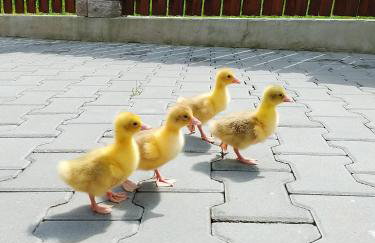 Agroturystyka Pod Zamczyskiem - Photo 8