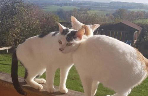 Bauernhof Nißl - Foto 57