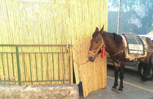 Villa Zeus in Positano - Photo 51