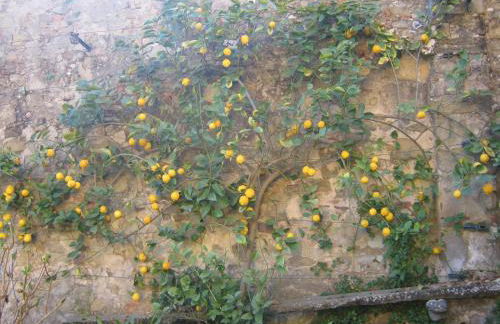 Holiday Home Il Borgo Degli Agrumi - Foto 24