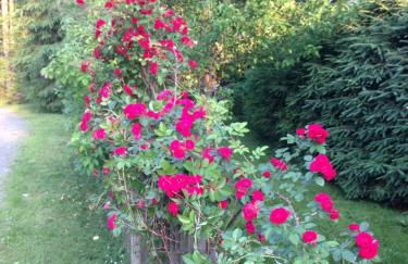 Hundeurlaub im Tiny House im Wald - Foto 58