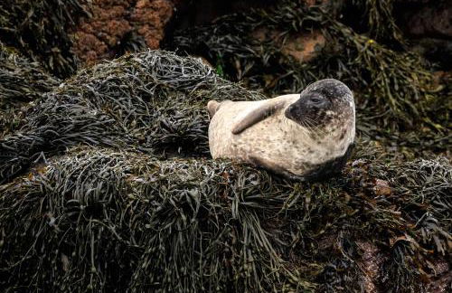 Tigh Phadraig at Marys Thatched Cottages - Foto 23