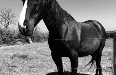 Ballygally seaview apartment - Foto 22