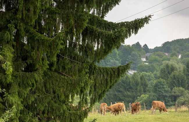 Ferienhaus Domblick Herkenrath - Photo 71