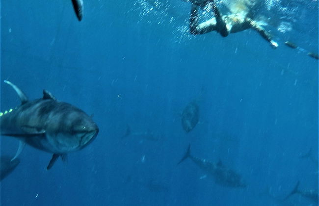 CASTELL GRANADELLA - Foto 36