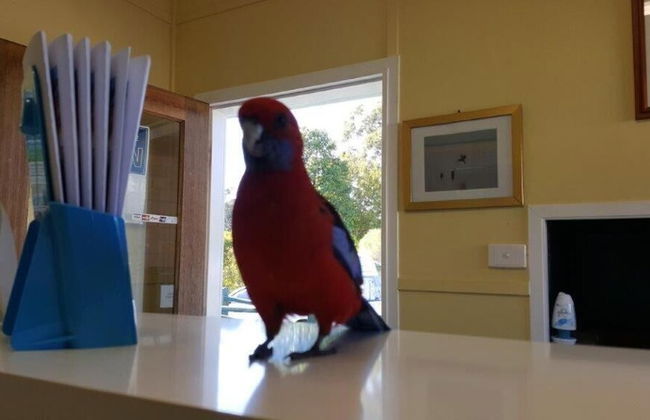 Lake Conjola Waterfront Holiday Park - Foto 9