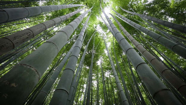 Guided Tour of Arashiyama & Bamboo Forest - Photo 2