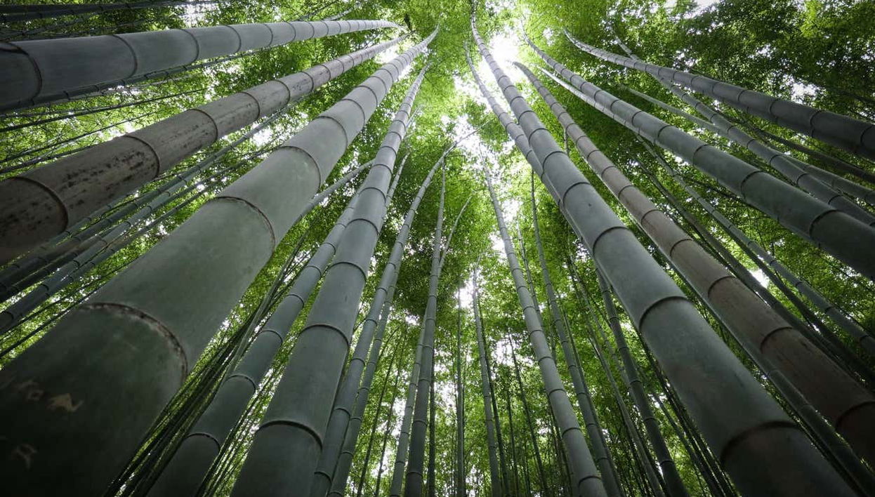 Guided Tour of Arashiyama & Bamboo Forest - Foto 1