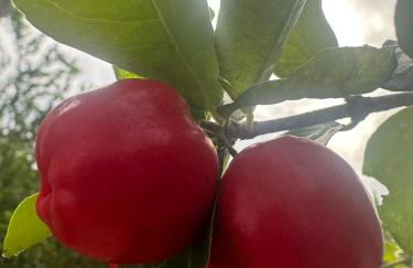 Lindo Sítio Estilo Moderno - Foto 71