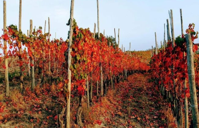 Studio in Bastia Mondovi With Pool and Winery - Foto 25