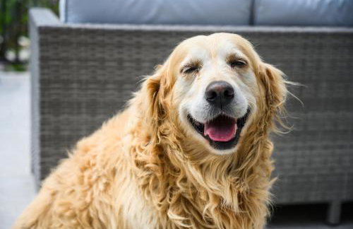 Mila and Jurija Formenti 2 apartments in heart of nautic marina, with heated swimming pool May till October, bikes, Sup, kajak, free parking in our garden - Photo 44