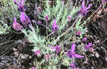 Casa El Encuentro - Turégano Segovia - Foto 39