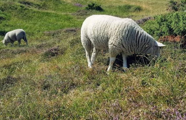 Luxury Villa With Pool - By Traum Ferienwohnungen - Foto 11