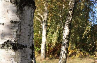 Rezydencja Pod Platanem - Photo 48