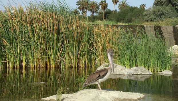 Passeio de Observação de Aves em Todos Santos - Foto 4