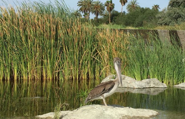 Passeio de Observação de Aves em Todos Santos - Foto 4