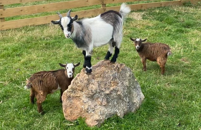 Swift Vogue Edition Caravan - Photo 20