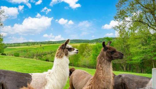 Llama House - Foto 3