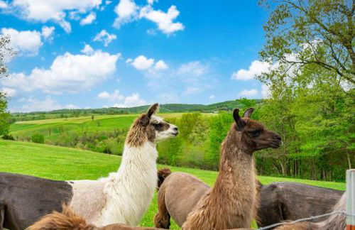 Llama House - Foto 3