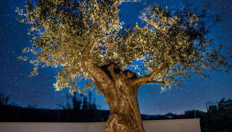 Apartma Stara Maslina - Foto 3, Garden view