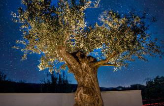 Apartma Stara Maslina - Photo 3