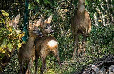 Dimora del Capriolo - Foto 18
