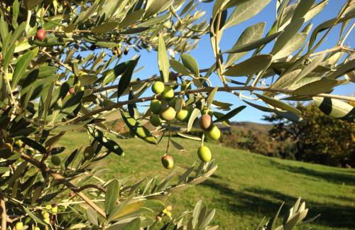 Agriturismo Tripala - Foto 52