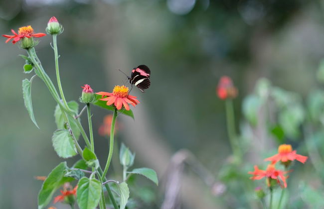 Vila Chico Hotel Fazenda - Foto 52