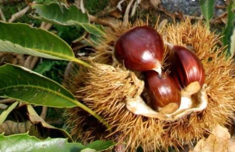 El Robledillo - Foto 25