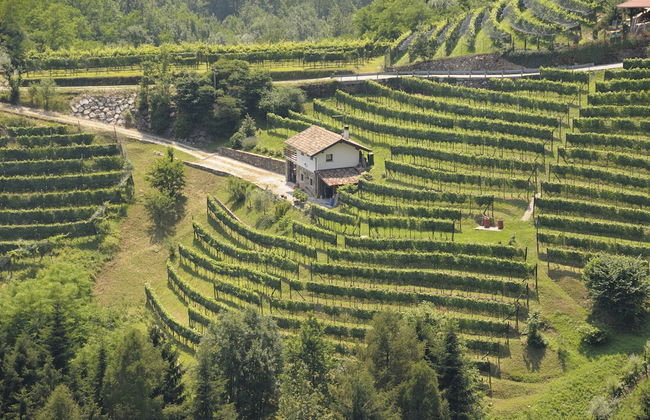 Agriturismo I Comelli - Foto 58