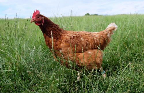 Ferienhof Arold - Photo 14