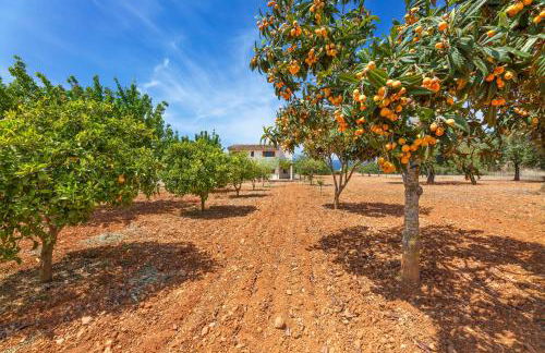 Finca Can Soler - Foto 26