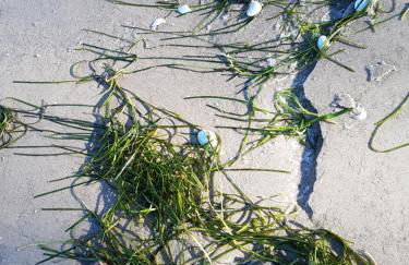 Seesternchen - Foto 13