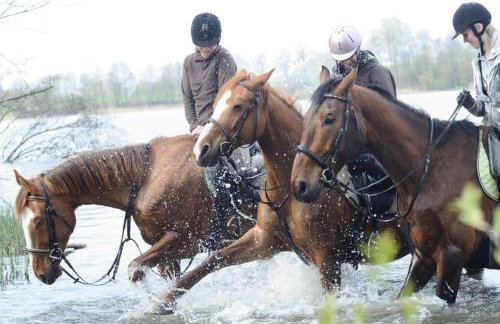 Lipowy Dwór - Foto 14